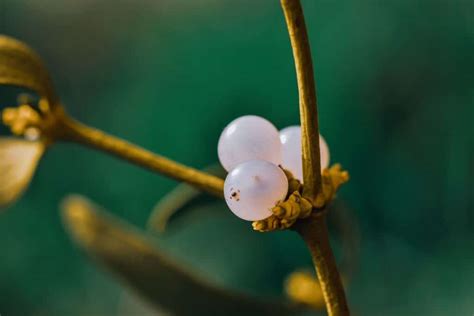 The Magic of Mistletoe: From Myth to Reality